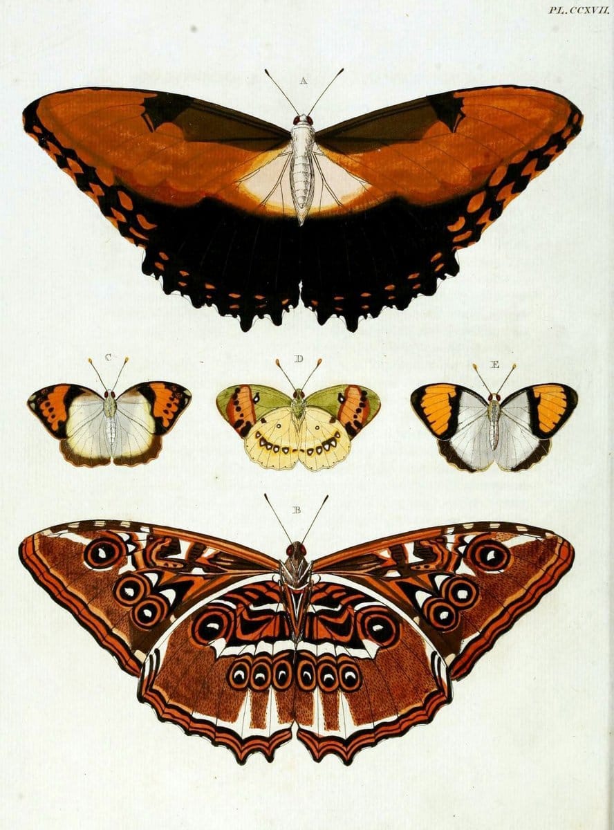 De uitlandsche kapellen, voorkomende in de drie waereld-deelen Asia, Africa en America / | "Catalogs and collections" Lepidoptera "Pictorial works" Suriname | Vintage Print Reproduction 467176