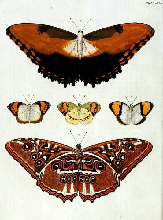 De uitlandsche kapellen, voorkomende in de drie waereld-deelen Asia, Africa en America / | "Catalogs and collections" Lepidoptera "Pictorial works" Suriname | Vintage Print Reproduction 467176