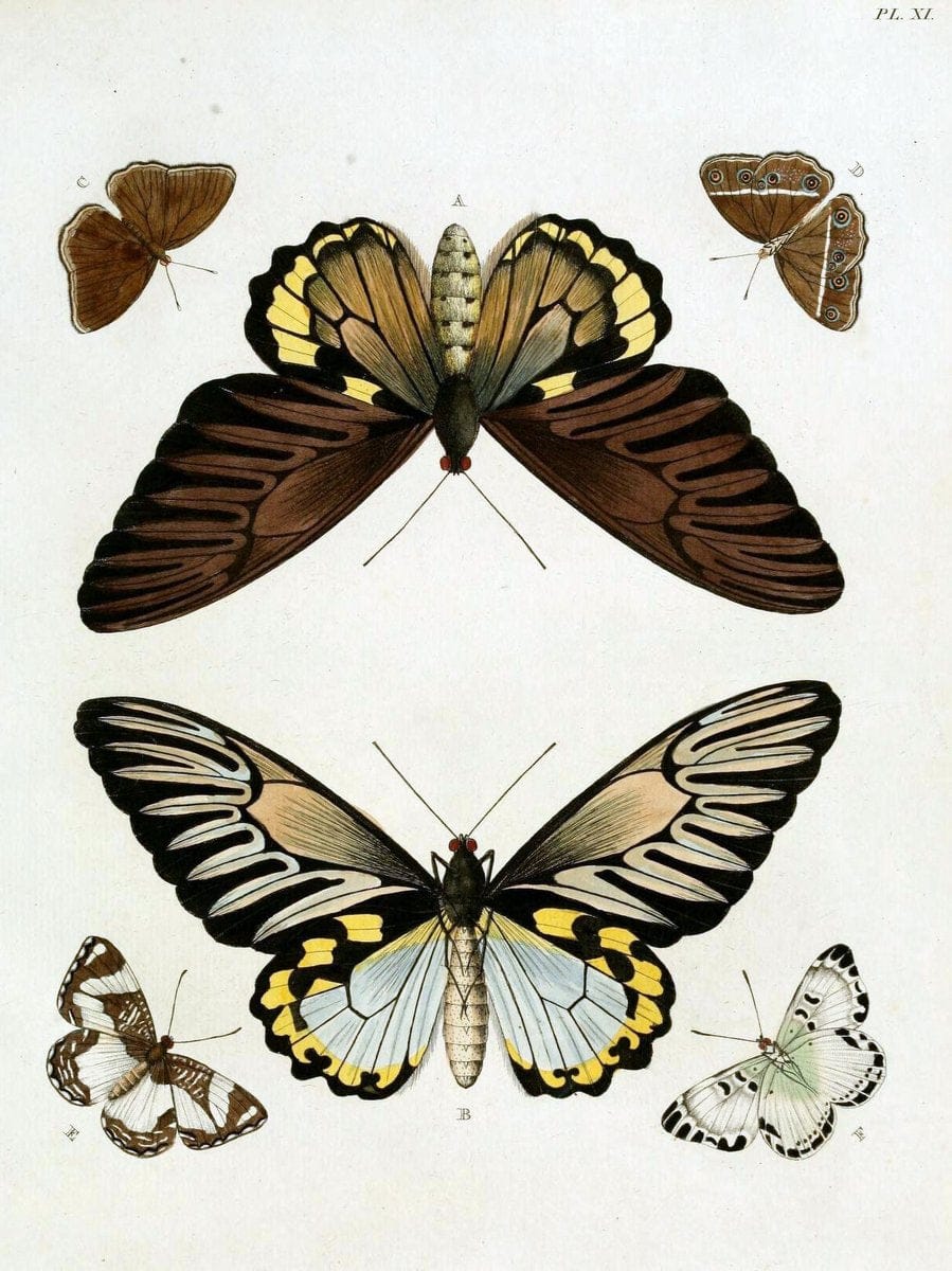 De uitlandsche kapellen, voorkomende in de drie waereld-deelen Asia, Africa en America / | "Catalogs and collections" Lepidoptera "Pictorial works" Suriname | Vintage Print Reproduction 467177