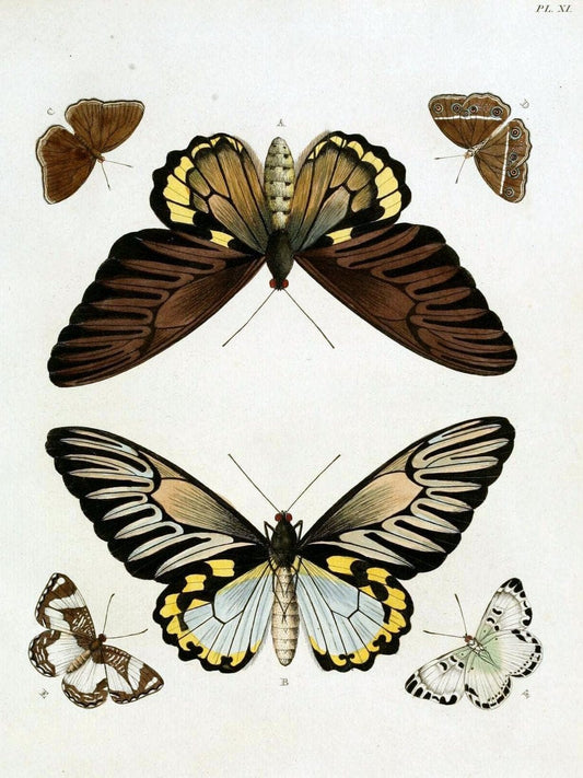 De uitlandsche kapellen, voorkomende in de drie waereld-deelen Asia, Africa en America / | "Catalogs and collections" Lepidoptera "Pictorial works" Suriname | Vintage Print Reproduction 467177