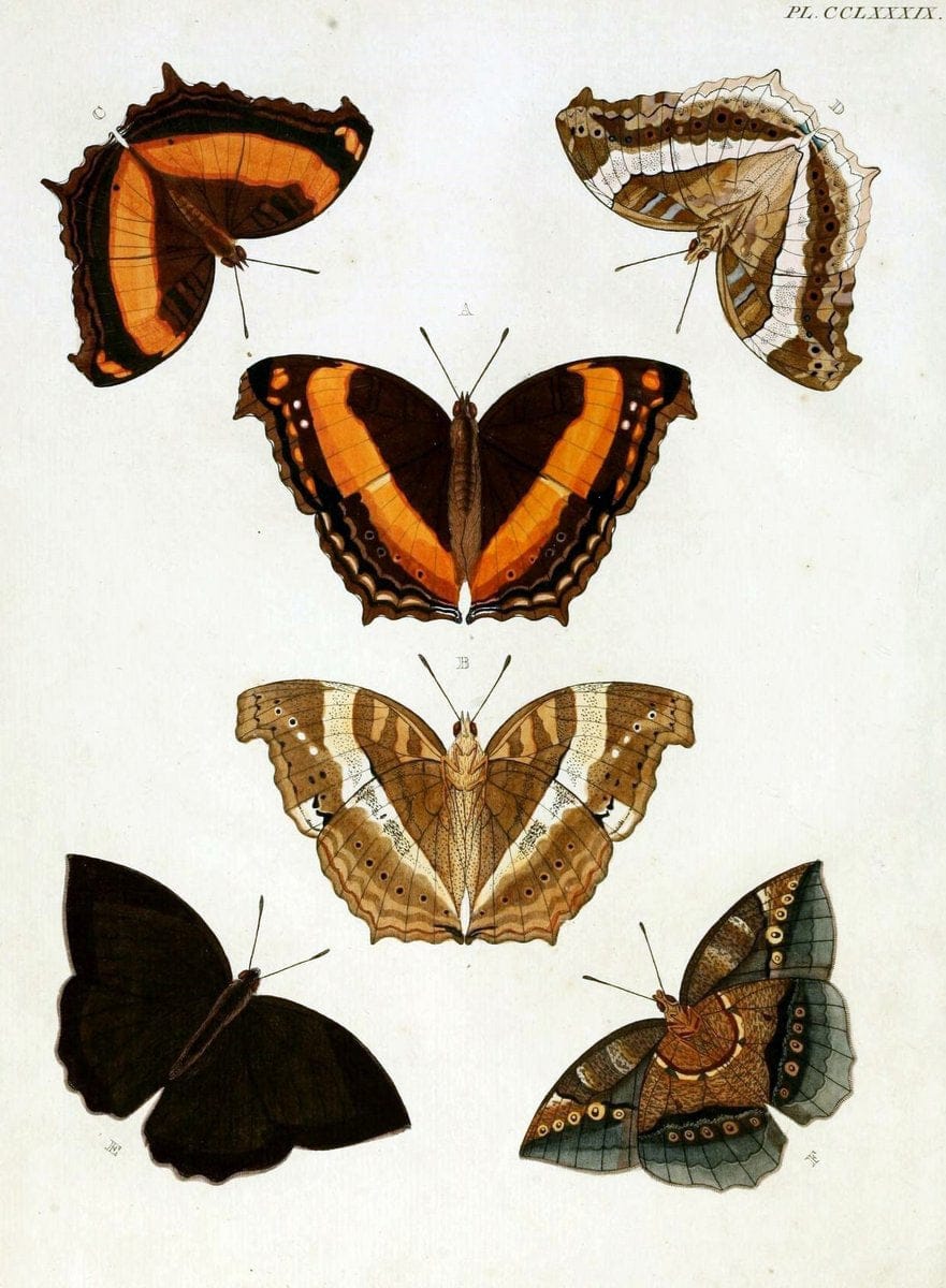 De uitlandsche kapellen, voorkomende in de drie waereld-deelen Asia, Africa en America / | "Catalogs and collections" Lepidoptera "Pictorial works" Suriname | Vintage Print Reproduction 467178