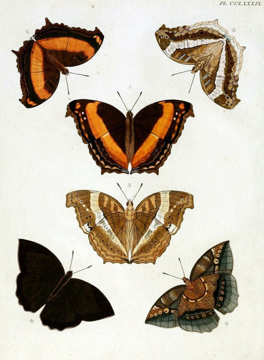 De uitlandsche kapellen, voorkomende in de drie waereld-deelen Asia, Africa en America / | "Catalogs and collections" Lepidoptera "Pictorial works" Suriname | Vintage Print Reproduction 467178