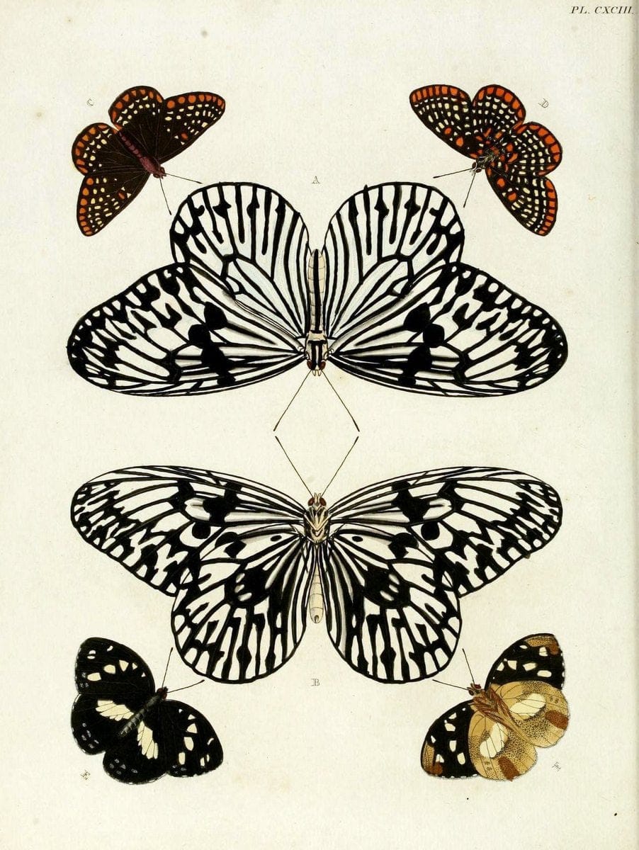 De uitlandsche kapellen, voorkomende in de drie waereld-deelen Asia, Africa en America / | "Catalogs and collections" Lepidoptera "Pictorial works" Suriname | Vintage Print Reproduction 467179