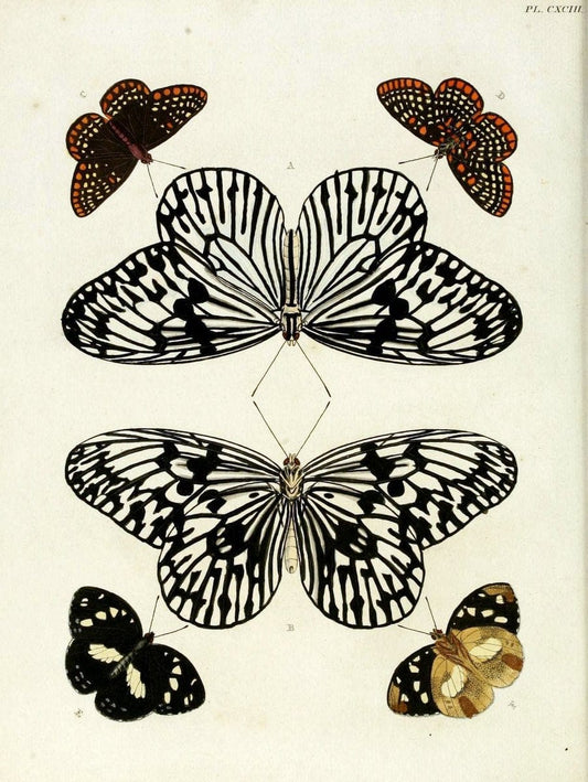 De uitlandsche kapellen, voorkomende in de drie waereld-deelen Asia, Africa en America / | "Catalogs and collections" Lepidoptera "Pictorial works" Suriname | Vintage Print Reproduction 467179
