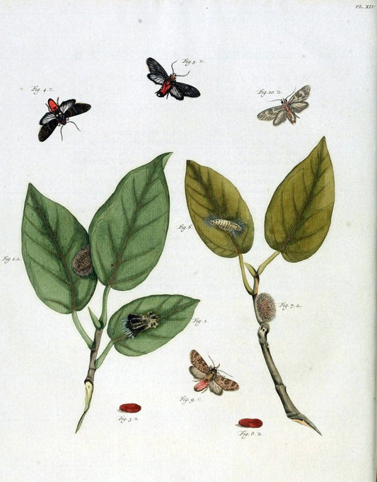 De uitlandsche kapellen, voorkomende in de drie waereld-deelen Asia, Africa en America /.A Amsteldam :Chez Barthelmy Wild,1779-1782 [i.e. 1775-1782]. |  | Vintage Print Reproduction 467180