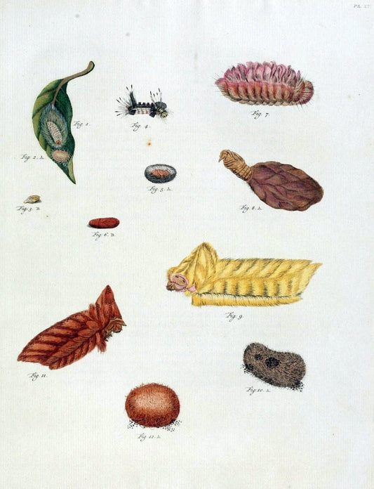 De uitlandsche kapellen, voorkomende in de drie waereld-deelen Asia, Africa en America /.A Amsteldam :Chez Barthelmy Wild,1779-1782 [i.e. 1775-1782]. |  | Vintage Print Reproduction 467181