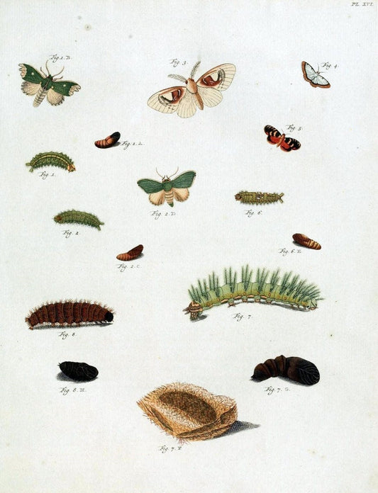 De uitlandsche kapellen, voorkomende in de drie waereld-deelen Asia, Africa en America /.A Amsteldam :Chez Barthelmy Wild,1779-1782 [i.e. 1775-1782]. |  | Vintage Print Reproduction 467182