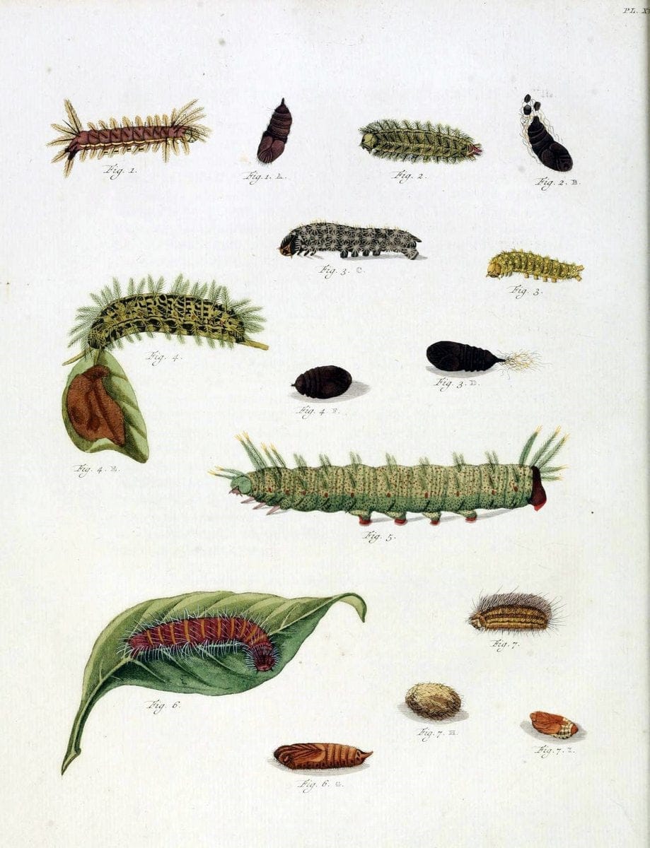 De uitlandsche kapellen, voorkomende in de drie waereld-deelen Asia, Africa en America /.A Amsteldam :Chez Barthelmy Wild,1779-1782 [i.e. 1775-1782]. |  | Vintage Print Reproduction 467183