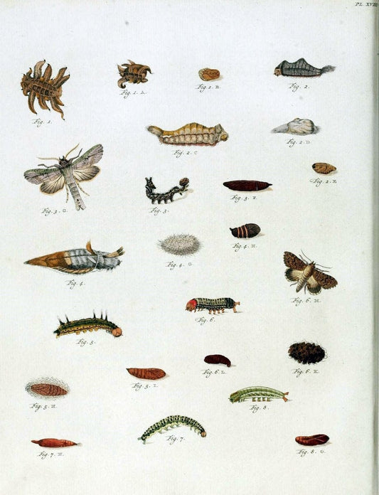 De uitlandsche kapellen, voorkomende in de drie waereld-deelen Asia, Africa en America /.A Amsteldam :Chez Barthelmy Wild,1779-1782 [i.e. 1775-1782]. |  | Vintage Print Reproduction 467184