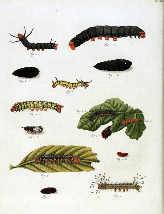 De uitlandsche kapellen, voorkomende in de drie waereld-deelen Asia, Africa en America /.A Amsteldam :Chez Barthelmy Wild,1779-1782 [i.e. 1775-1782]. |  | Vintage Print Reproduction 467185