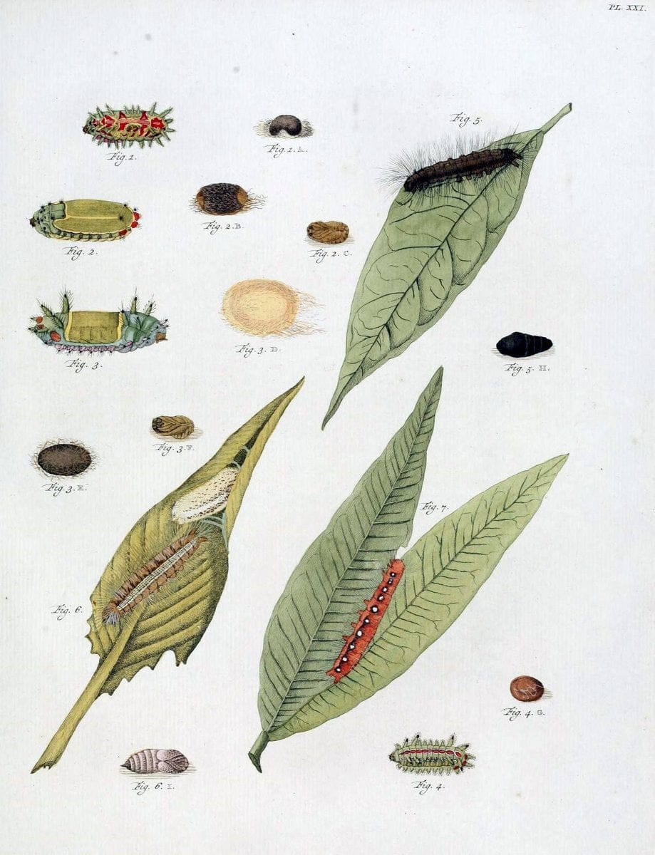 De uitlandsche kapellen, voorkomende in de drie waereld-deelen Asia, Africa en America /.A Amsteldam :Chez Barthelmy Wild,1779-1782 [i.e. 1775-1782]. |  | Vintage Print Reproduction 467187