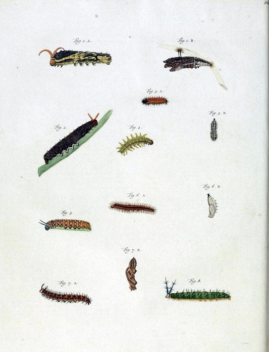 De uitlandsche kapellen, voorkomende in de drie waereld-deelen Asia, Africa en America /.A Amsteldam :Chez Barthelmy Wild,1779-1782 [i.e. 1775-1782]. |  | Vintage Print Reproduction 467188