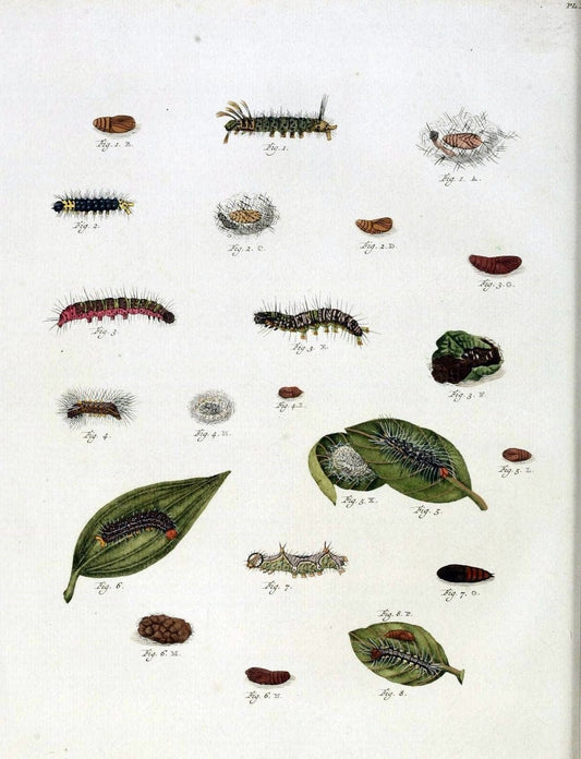 De uitlandsche kapellen, voorkomende in de drie waereld-deelen Asia, Africa en America /.A Amsteldam :Chez Barthelmy Wild,1779-1782 [i.e. 1775-1782]. |  | Vintage Print Reproduction 467190