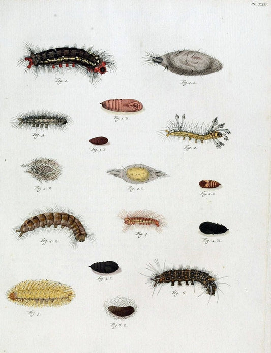De uitlandsche kapellen, voorkomende in de drie waereld-deelen Asia, Africa en America /.A Amsteldam :Chez Barthelmy Wild,1779-1782 [i.e. 1775-1782]. |  | Vintage Print Reproduction 467191
