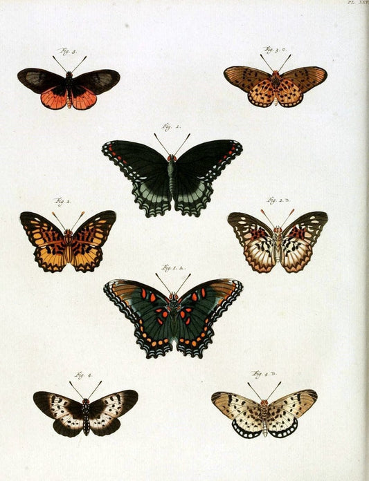 De uitlandsche kapellen, voorkomende in de drie waereld-deelen Asia, Africa en America /.A Amsteldam :Chez Barthelmy Wild,1779-1782 [i.e. 1775-1782]. |  | Vintage Print Reproduction 467192