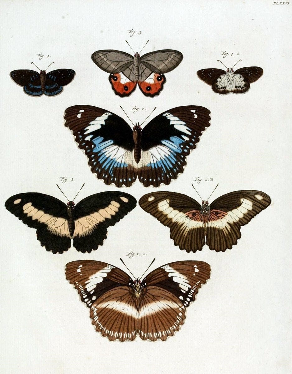 Dragable Image