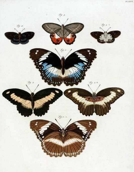 De uitlandsche kapellen, voorkomende in de drie waereld-deelen Asia, Africa en America /.A Amsteldam :Chez Barthelmy Wild,1779-1782 [i.e. 1775-1782]. |  | Vintage Print Reproduction 467193