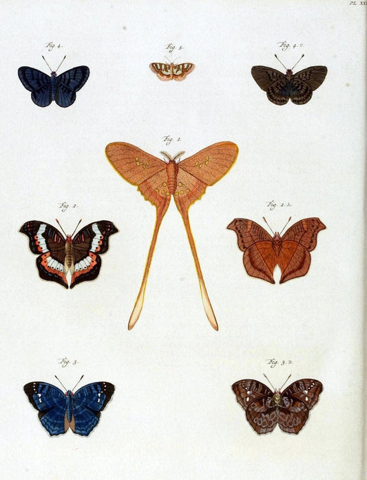 De uitlandsche kapellen, voorkomende in de drie waereld-deelen Asia, Africa en America /.A Amsteldam :Chez Barthelmy Wild,1779-1782 [i.e. 1775-1782]. |  | Vintage Print Reproduction 467194