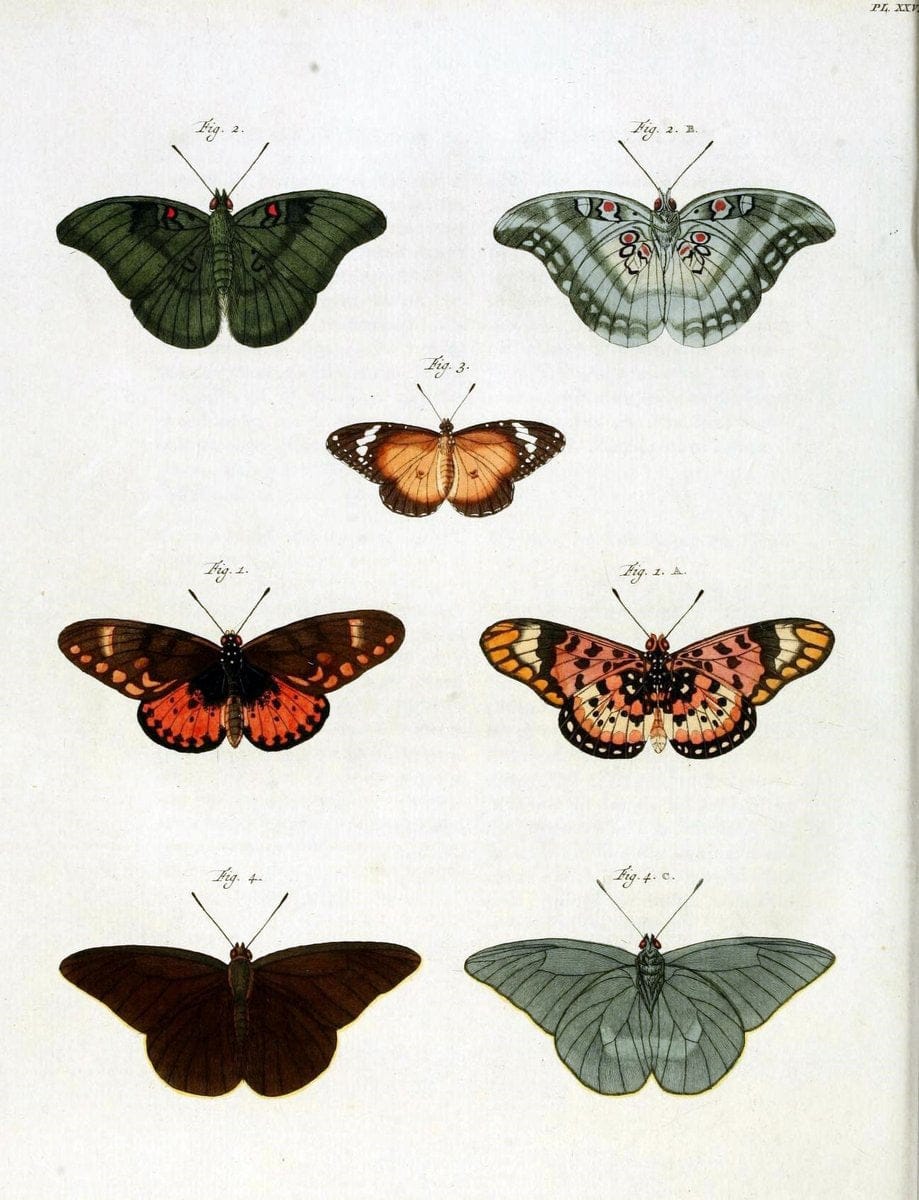 De uitlandsche kapellen, voorkomende in de drie waereld-deelen Asia, Africa en America /.A Amsteldam :Chez Barthelmy Wild,1779-1782 [i.e. 1775-1782]. |  | Vintage Print Reproduction 467195