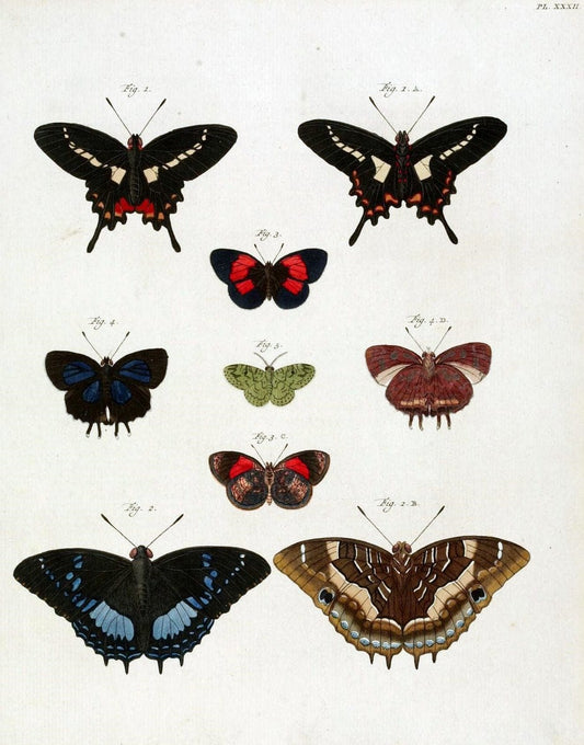 De uitlandsche kapellen, voorkomende in de drie waereld-deelen Asia, Africa en America /.A Amsteldam :Chez Barthelmy Wild,1779-1782 [i.e. 1775-1782]. |  | Vintage Print Reproduction 467199