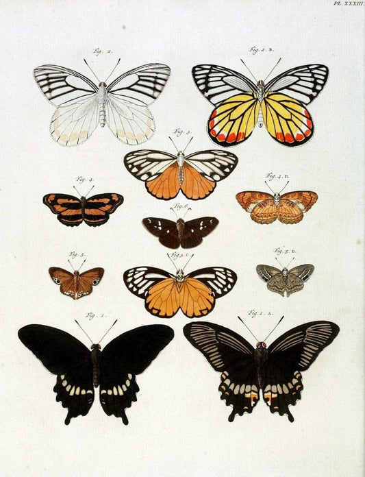 De uitlandsche kapellen, voorkomende in de drie waereld-deelen Asia, Africa en America /.A Amsteldam :Chez Barthelmy Wild,1779-1782 [i.e. 1775-1782]. |  | Vintage Print Reproduction 467200