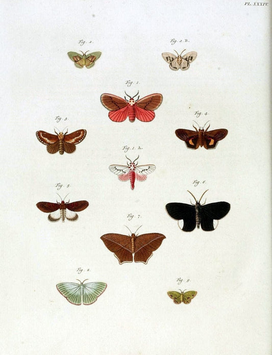 De uitlandsche kapellen, voorkomende in de drie waereld-deelen Asia, Africa en America /.A Amsteldam :Chez Barthelmy Wild,1779-1782 [i.e. 1775-1782]. |  | Vintage Print Reproduction 467201