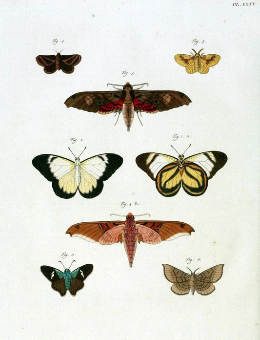 De uitlandsche kapellen, voorkomende in de drie waereld-deelen Asia, Africa en America /.A Amsteldam :Chez Barthelmy Wild,1779-1782 [i.e. 1775-1782]. |  | Vintage Print Reproduction 467202