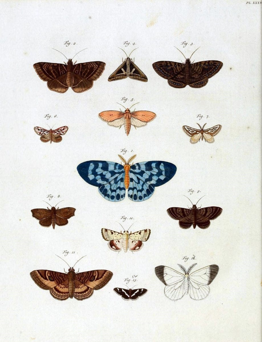 De uitlandsche kapellen, voorkomende in de drie waereld-deelen Asia, Africa en America /.A Amsteldam :Chez Barthelmy Wild,1779-1782 [i.e. 1775-1782]. |  | Vintage Print Reproduction 467203