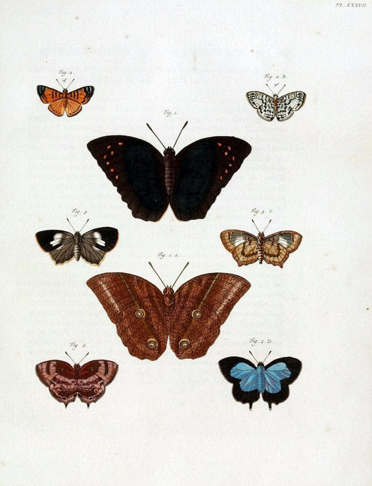 De uitlandsche kapellen, voorkomende in de drie waereld-deelen Asia, Africa en America /.A Amsteldam :Chez Barthelmy Wild,1779-1782 [i.e. 1775-1782]. |  | Vintage Print Reproduction 467204