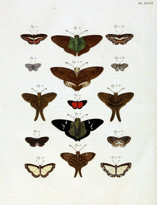 De uitlandsche kapellen, voorkomende in de drie waereld-deelen Asia, Africa en America /.A Amsteldam :Chez Barthelmy Wild,1779-1782 [i.e. 1775-1782]. |  | Vintage Print Reproduction 467206