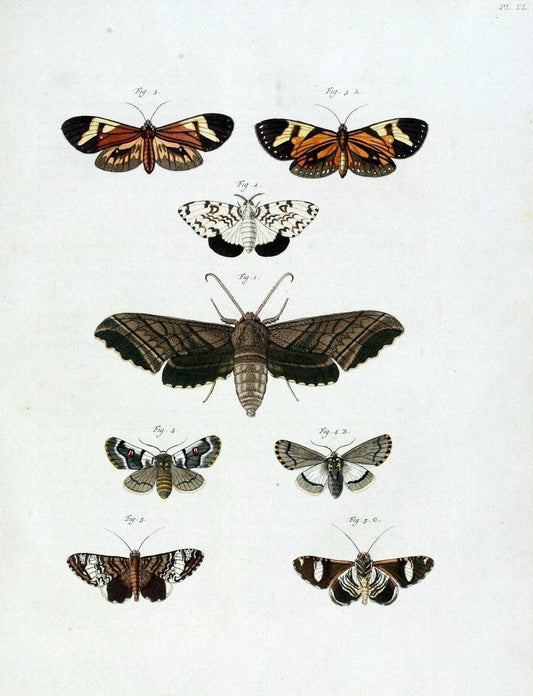 De uitlandsche kapellen, voorkomende in de drie waereld-deelen Asia, Africa en America /.A Amsteldam :Chez Barthelmy Wild,1779-1782 [i.e. 1775-1782]. |  | Vintage Print Reproduction 467208