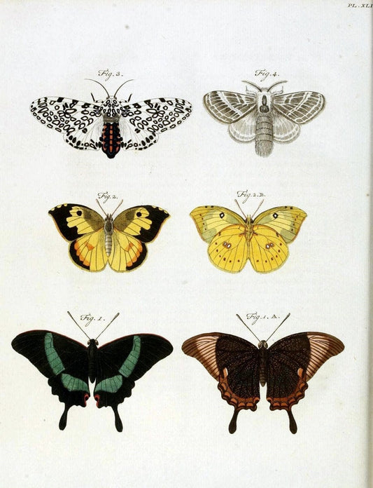 De uitlandsche kapellen, voorkomende in de drie waereld-deelen Asia, Africa en America /.A Amsteldam :Chez Barthelmy Wild,1779-1782 [i.e. 1775-1782]. |  | Vintage Print Reproduction 467209