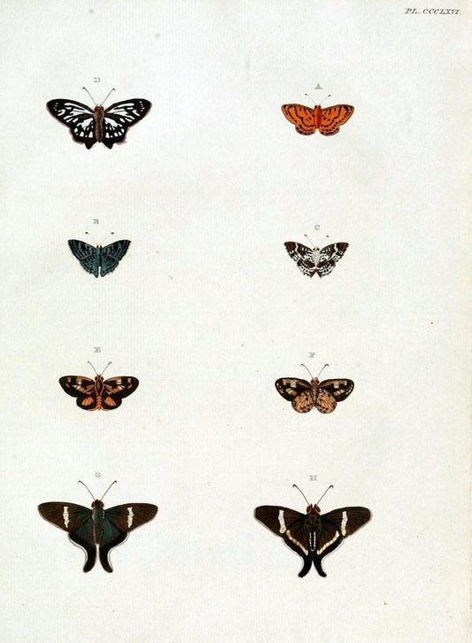 De uitlandsche kapellen, voorkomende in de drie waereld-deelen Asia, Africa en America /.A Amsteldam :Chez Barthelmy Wild,1779-1782 [i.e. 1775-1782]. |  | Vintage Print Reproduction 467211