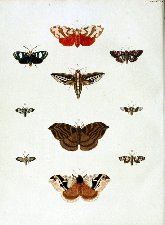De uitlandsche kapellen, voorkomende in de drie waereld-deelen Asia, Africa en America /.A Amsteldam :Chez Barthelmy Wild,1779-1782 [i.e. 1775-1782]. |  | Vintage Print Reproduction 467212