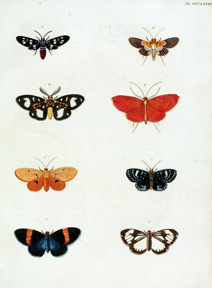 De uitlandsche kapellen, voorkomende in de drie waereld-deelen Asia, Africa en America /.A Amsteldam :Chez Barthelmy Wild,1779-1782 [i.e. 1775-1782]. |  | Vintage Print Reproduction 467213