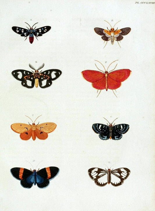 De uitlandsche kapellen, voorkomende in de drie waereld-deelen Asia, Africa en America /.A Amsteldam :Chez Barthelmy Wild,1779-1782 [i.e. 1775-1782]. |  | Vintage Print Reproduction 467213
