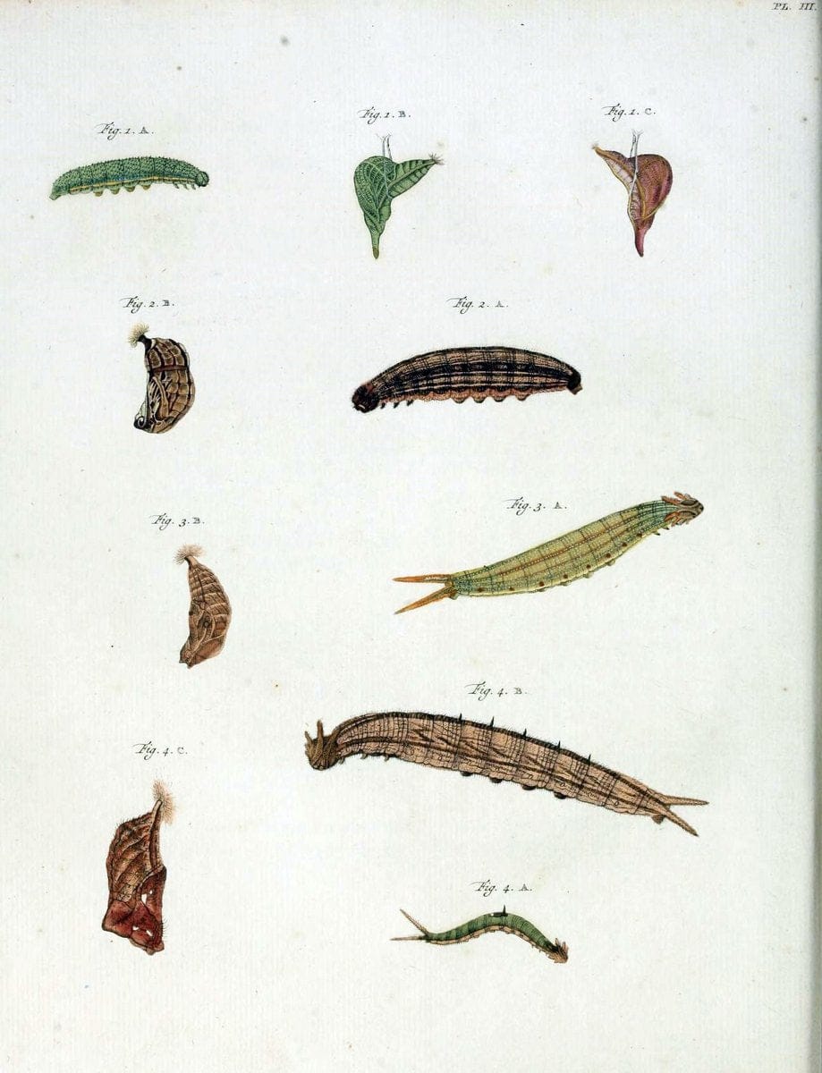 De uitlandsche kapellen, voorkomende in de drie waereld-deelen Asia, Africa en America /.A Amsteldam :Chez Barthelmy Wild,1779-1782 [i.e. 1775-1782]. |  | Vintage Print Reproduction 467214