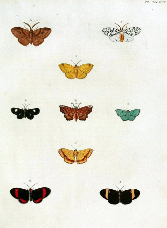 De uitlandsche kapellen, voorkomende in de drie waereld-deelen Asia, Africa en America /.A Amsteldam :Chez Barthelmy Wild,1779-1782 [i.e. 1775-1782]. |  | Vintage Print Reproduction 467216