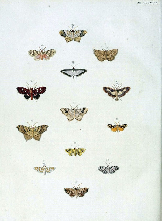 De uitlandsche kapellen, voorkomende in de drie waereld-deelen Asia, Africa en America /.A Amsteldam :Chez Barthelmy Wild,1779-1782 [i.e. 1775-1782]. |  | Vintage Print Reproduction 467217