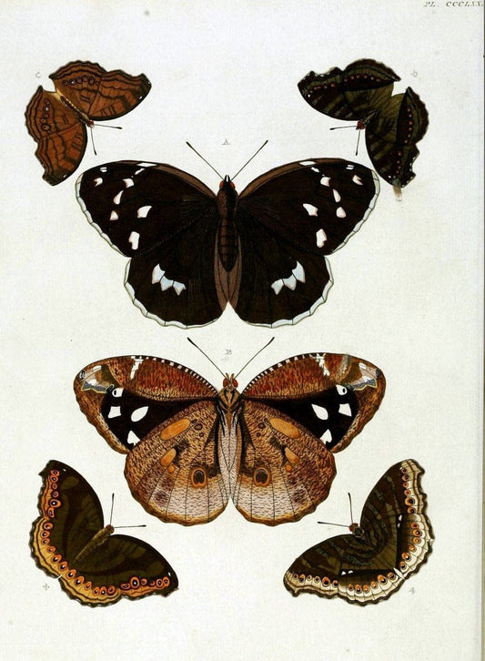 De uitlandsche kapellen, voorkomende in de drie waereld-deelen Asia, Africa en America /.A Amsteldam :Chez Barthelmy Wild,1779-1782 [i.e. 1775-1782]. |  | Vintage Print Reproduction 467220