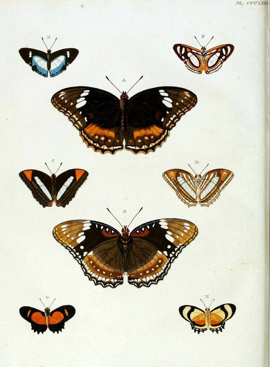 Dragable Image