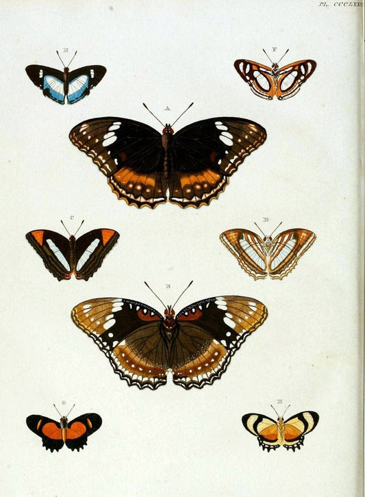 De uitlandsche kapellen, voorkomende in de drie waereld-deelen Asia, Africa en America /.A Amsteldam :Chez Barthelmy Wild,1779-1782 [i.e. 1775-1782]. |  | Vintage Print Reproduction 467222