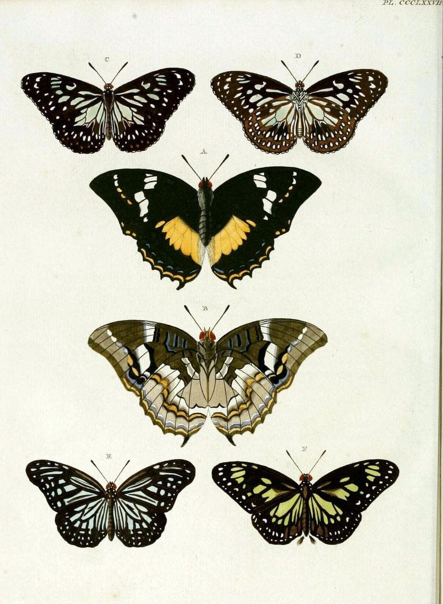 De uitlandsche kapellen, voorkomende in de drie waereld-deelen Asia, Africa en America /.A Amsteldam :Chez Barthelmy Wild,1779-1782 [i.e. 1775-1782]. |  | Vintage Print Reproduction 467223