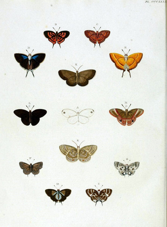 De uitlandsche kapellen, voorkomende in de drie waereld-deelen Asia, Africa en America /.A Amsteldam :Chez Barthelmy Wild,1779-1782 [i.e. 1775-1782]. |  | Vintage Print Reproduction 467225