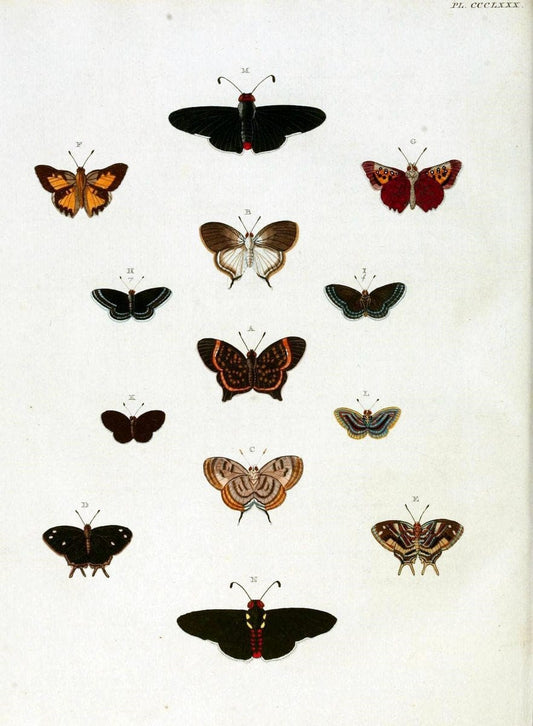 De uitlandsche kapellen, voorkomende in de drie waereld-deelen Asia, Africa en America /.A Amsteldam :Chez Barthelmy Wild,1779-1782 [i.e. 1775-1782]. |  | Vintage Print Reproduction 467226
