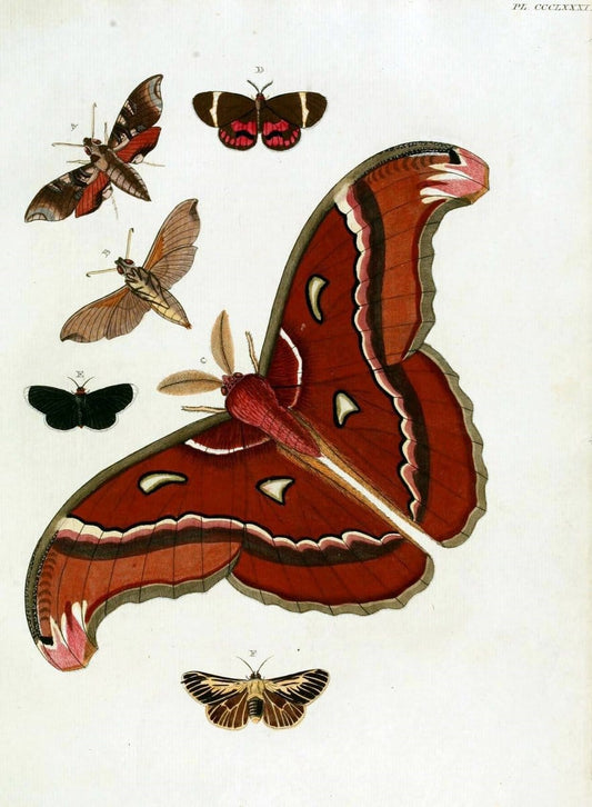 De uitlandsche kapellen, voorkomende in de drie waereld-deelen Asia, Africa en America /.A Amsteldam :Chez Barthelmy Wild,1779-1782 [i.e. 1775-1782]. |  | Vintage Print Reproduction 467227