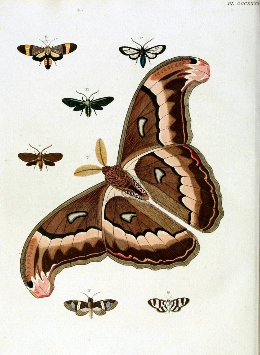 De uitlandsche kapellen, voorkomende in de drie waereld-deelen Asia, Africa en America /.A Amsteldam :Chez Barthelmy Wild,1779-1782 [i.e. 1775-1782]. |  | Vintage Print Reproduction 467228