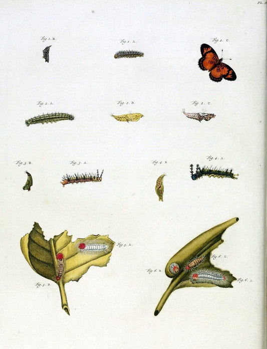 De uitlandsche kapellen, voorkomende in de drie waereld-deelen Asia, Africa en America /.A Amsteldam :Chez Barthelmy Wild,1779-1782 [i.e. 1775-1782]. |  | Vintage Print Reproduction 467229