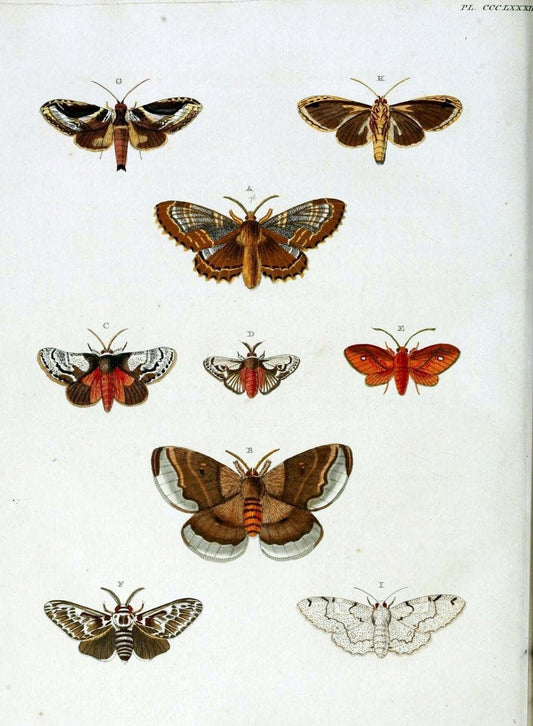 De uitlandsche kapellen, voorkomende in de drie waereld-deelen Asia, Africa en America /.A Amsteldam :Chez Barthelmy Wild,1779-1782 [i.e. 1775-1782]. |  | Vintage Print Reproduction 467230