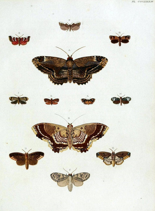 De uitlandsche kapellen, voorkomende in de drie waereld-deelen Asia, Africa en America /.A Amsteldam :Chez Barthelmy Wild,1779-1782 [i.e. 1775-1782]. |  | Vintage Print Reproduction 467231